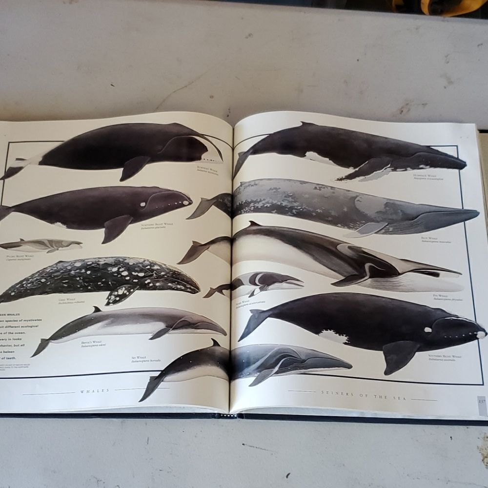 Whales Dolphins Porpoises HB Book